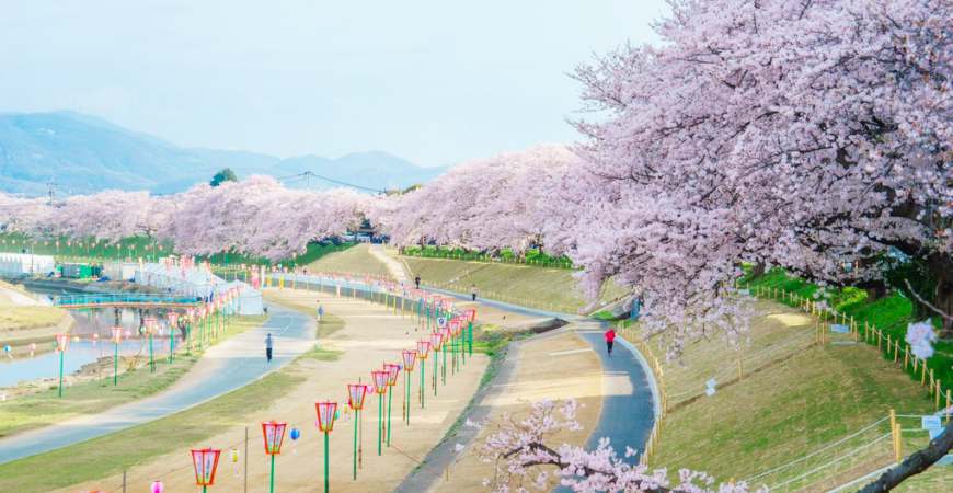 日本山陽山陰櫻花岡山旭川櫻花道