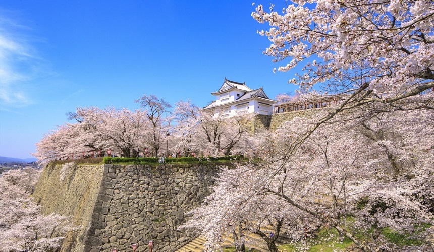 日本岡山縣津山市的津山城(鶴山公園)櫻花季節