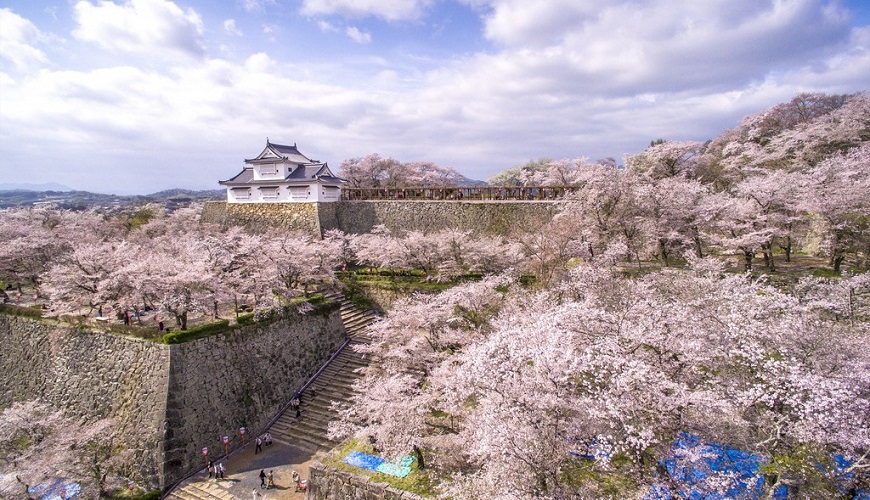 日本岡山縣津山市的津山城(鶴山公園)櫻花滿開