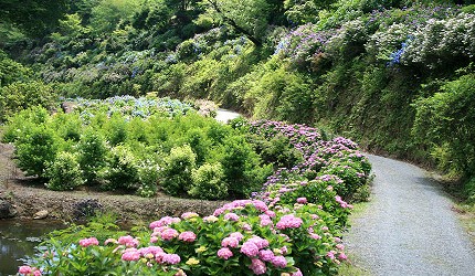 日本冈山「美咲町」的「美咲花山园」
