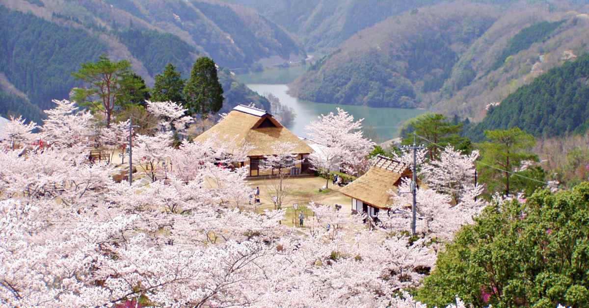 漫游绝美花海、棚田梯田梯田绝景,追随福山雅治的脚步玩日本冈山「美咲町」