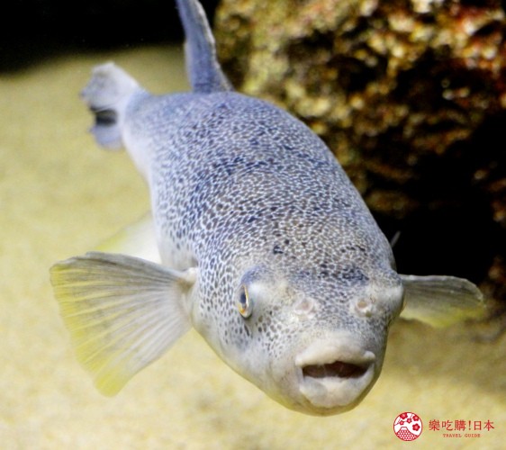 山口縣下關海響館的河豚區