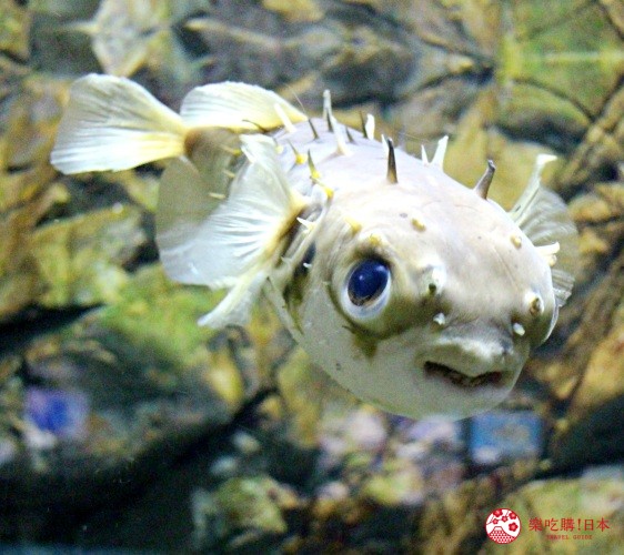 山口縣下關海響館的河豚區